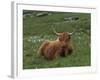 Highland Cattle, Isle of Mull, Scotland, United Kingdom, Europe-Rainford Roy-Framed Photographic Print