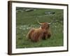 Highland Cattle, Isle of Mull, Scotland, United Kingdom, Europe-Rainford Roy-Framed Photographic Print