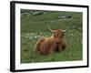 Highland Cattle, Isle of Mull, Scotland, United Kingdom, Europe-Rainford Roy-Framed Photographic Print