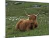 Highland Cattle, Isle of Mull, Scotland, United Kingdom, Europe-Rainford Roy-Mounted Photographic Print