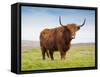 Highland Cattle, Isle of Skye, Scotland, United Kingdom, Europe-Nick Servian-Framed Stretched Canvas