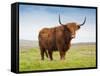 Highland Cattle, Isle of Skye, Scotland, United Kingdom, Europe-Nick Servian-Framed Stretched Canvas