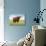 Highland Cattle, Isle of Skye, Scotland, United Kingdom, Europe-Nick Servian-Stretched Canvas displayed on a wall
