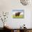 Highland Cattle, Isle of Skye, Scotland, United Kingdom, Europe-Nick Servian-Stretched Canvas displayed on a wall