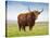 Highland Cattle, Isle of Skye, Scotland, United Kingdom, Europe-Nick Servian-Stretched Canvas