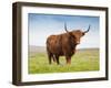 Highland Cattle, Isle of Skye, Scotland, United Kingdom, Europe-Nick Servian-Framed Photographic Print