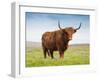 Highland Cattle, Isle of Skye, Scotland, United Kingdom, Europe-Nick Servian-Framed Photographic Print