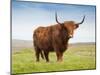 Highland Cattle, Isle of Skye, Scotland, United Kingdom, Europe-Nick Servian-Mounted Photographic Print