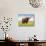 Highland Cattle, Isle of Skye, Scotland, United Kingdom, Europe-Nick Servian-Photographic Print displayed on a wall