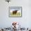 Highland Cattle, Isle of Skye, Scotland, United Kingdom, Europe-Nick Servian-Framed Photographic Print displayed on a wall