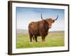 Highland Cattle, Isle of Skye, Scotland, United Kingdom, Europe-Nick Servian-Framed Photographic Print