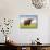 Highland Cattle, Isle of Skye, Scotland, United Kingdom, Europe-Nick Servian-Mounted Photographic Print displayed on a wall