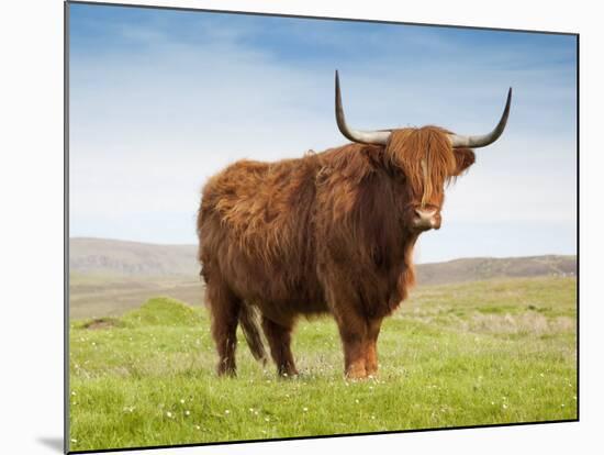 Highland Cattle, Isle of Skye, Scotland, United Kingdom, Europe-Nick Servian-Mounted Photographic Print