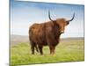 Highland Cattle, Isle of Skye, Scotland, United Kingdom, Europe-Nick Servian-Mounted Photographic Print