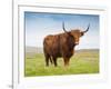 Highland Cattle, Isle of Skye, Scotland, United Kingdom, Europe-Nick Servian-Framed Photographic Print