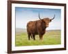 Highland Cattle, Isle of Skye, Scotland, United Kingdom, Europe-Nick Servian-Framed Photographic Print