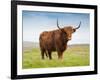 Highland Cattle, Isle of Skye, Scotland, United Kingdom, Europe-Nick Servian-Framed Photographic Print