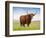 Highland Cattle, Isle of Skye, Scotland, United Kingdom, Europe-Nick Servian-Framed Photographic Print