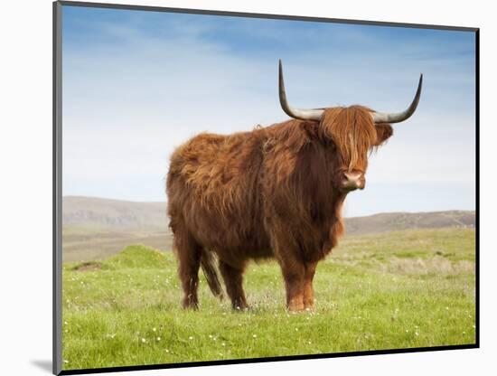 Highland Cattle, Isle of Skye, Scotland, United Kingdom, Europe-Nick Servian-Mounted Photographic Print