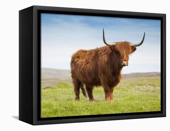 Highland Cattle, Isle of Skye, Scotland, United Kingdom, Europe-Nick Servian-Framed Stretched Canvas