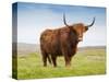 Highland Cattle, Isle of Skye, Scotland, United Kingdom, Europe-Nick Servian-Stretched Canvas