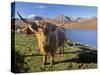 Highland Cattle, Loch Hainort and Red Cuillins, Isle of Skye, Inner Hebrides, Scotland-Patrick Dieudonne-Stretched Canvas