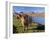 Highland Cattle, Loch Hainort and Red Cuillins, Isle of Skye, Inner Hebrides, Scotland-Patrick Dieudonne-Framed Photographic Print