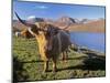 Highland Cattle, Loch Hainort and Red Cuillins, Isle of Skye, Inner Hebrides, Scotland-Patrick Dieudonne-Mounted Photographic Print