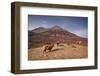 Highland Cattle on the Isle of Skye in the Highlands-Julian Elliott-Framed Photographic Print