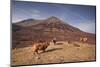 Highland Cattle on the Isle of Skye in the Highlands-Julian Elliott-Mounted Photographic Print