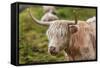 Highland Cattle or Scottish Cattle Photographed on Isle of Skye-AarStudio-Framed Stretched Canvas