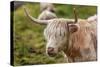 Highland Cattle or Scottish Cattle Photographed on Isle of Skye-AarStudio-Stretched Canvas