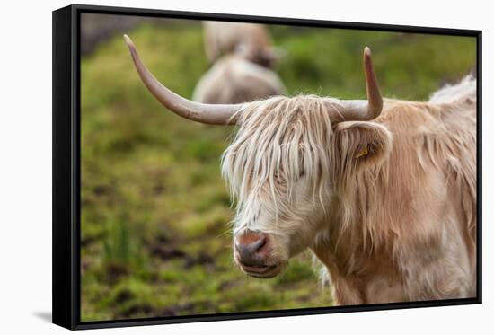 Highland Cattle or Scottish Cattle Photographed on Isle of Skye-AarStudio-Framed Stretched Canvas