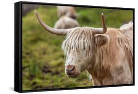 Highland Cattle or Scottish Cattle Photographed on Isle of Skye-AarStudio-Framed Stretched Canvas