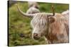 Highland Cattle or Scottish Cattle Photographed on Isle of Skye-AarStudio-Stretched Canvas