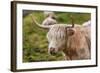 Highland Cattle or Scottish Cattle Photographed on Isle of Skye-AarStudio-Framed Photographic Print