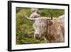 Highland Cattle or Scottish Cattle Photographed on Isle of Skye-AarStudio-Framed Photographic Print