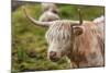 Highland Cattle or Scottish Cattle Photographed on Isle of Skye-AarStudio-Mounted Photographic Print