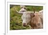 Highland Cattle or Scottish Cattle Photographed on Isle of Skye-AarStudio-Framed Photographic Print