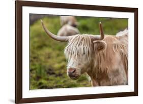 Highland Cattle or Scottish Cattle Photographed on Isle of Skye-AarStudio-Framed Photographic Print