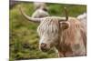 Highland Cattle or Scottish Cattle Photographed on Isle of Skye-AarStudio-Mounted Photographic Print