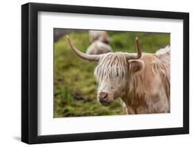 Highland Cattle or Scottish Cattle Photographed on Isle of Skye-AarStudio-Framed Photographic Print