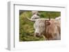 Highland Cattle or Scottish Cattle Photographed on Isle of Skye-AarStudio-Framed Photographic Print