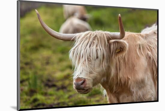 Highland Cattle or Scottish Cattle Photographed on Isle of Skye-AarStudio-Mounted Photographic Print