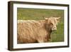 Highland Cattle Portrait Showing Head and Shoulders-null-Framed Photographic Print