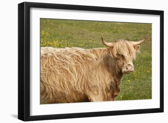 Highland Cattle Portrait Showing Head and Shoulders-null-Framed Photographic Print