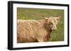 Highland Cattle Portrait Showing Head and Shoulders-null-Framed Photographic Print