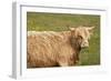 Highland Cattle Portrait Showing Head and Shoulders-null-Framed Photographic Print