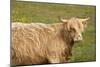 Highland Cattle Portrait Showing Head and Shoulders-null-Mounted Photographic Print