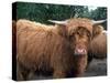 Highland Cattle, Scotland, United Kingdom, Europe-Patrick Dieudonne-Stretched Canvas